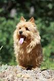 NORWICH TERRIER 074